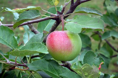 Mature nature tree