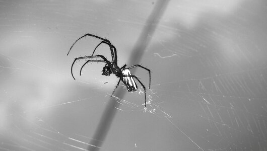 Arachnid spider guatica