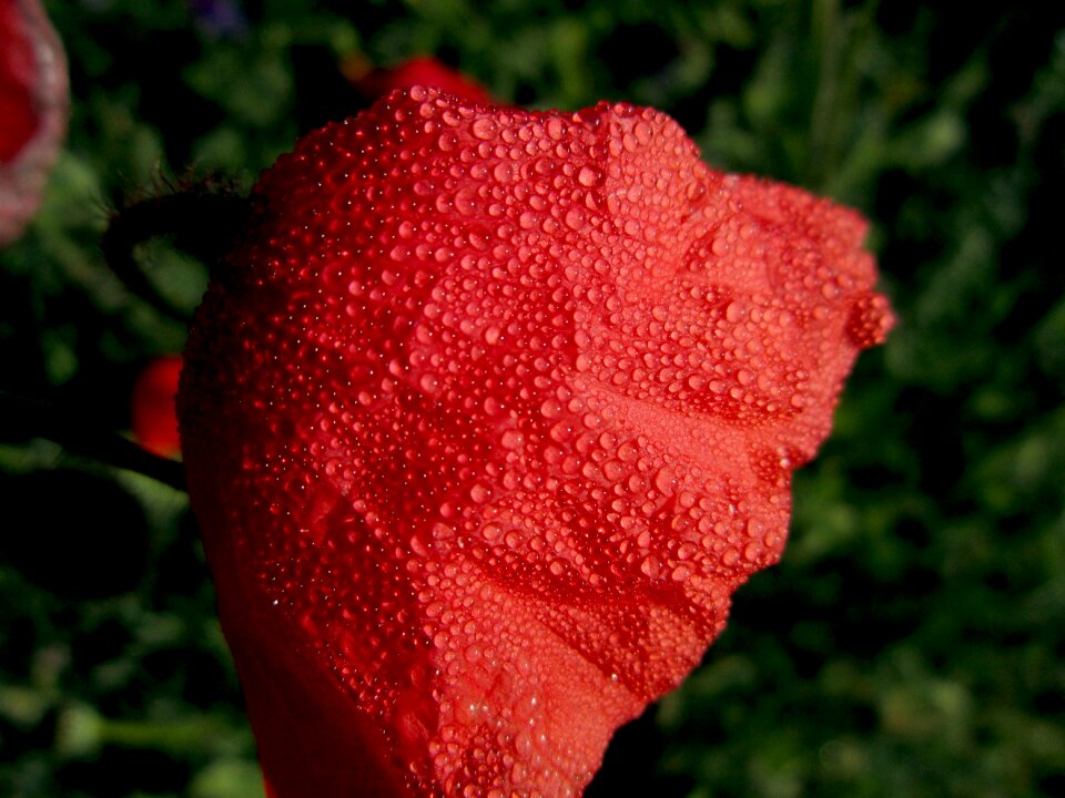 Water flower red