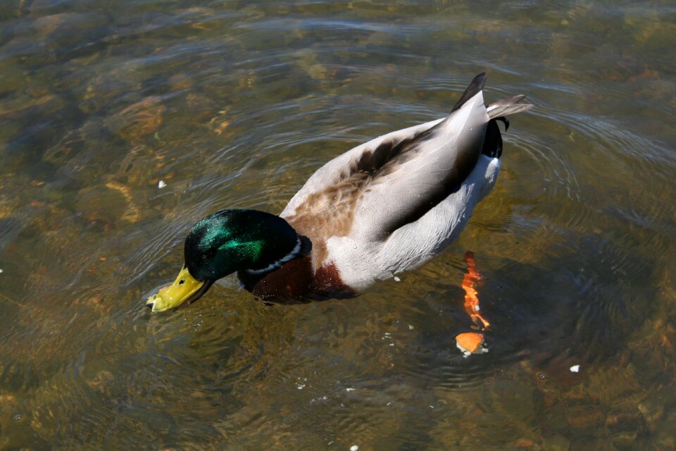 Duck nature summer