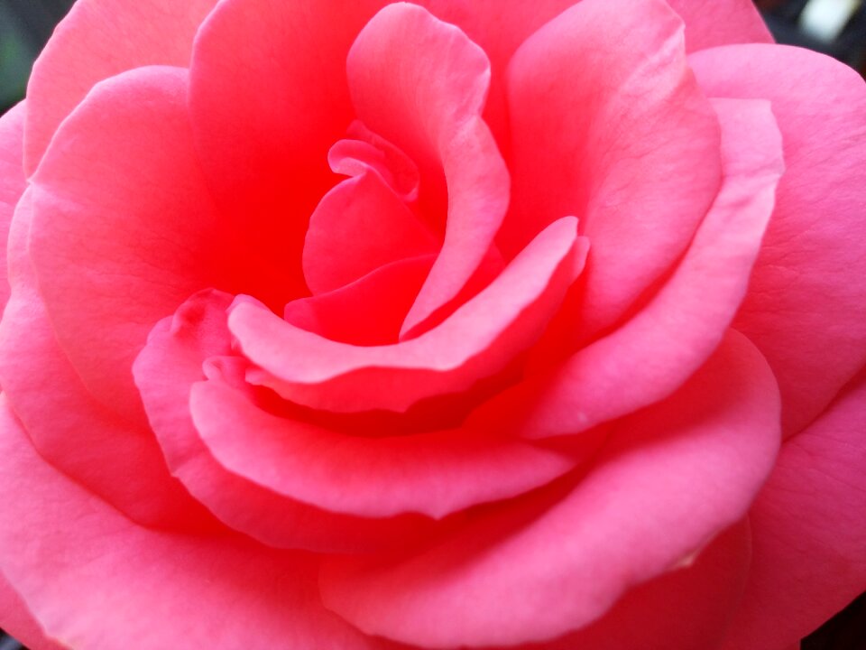 Romantic nature beauty