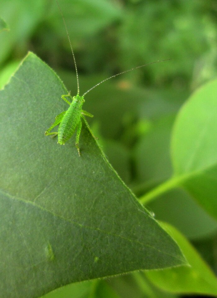 Bug green nymph photo