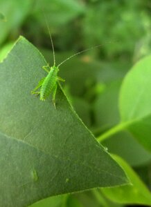 Bug green nymph photo