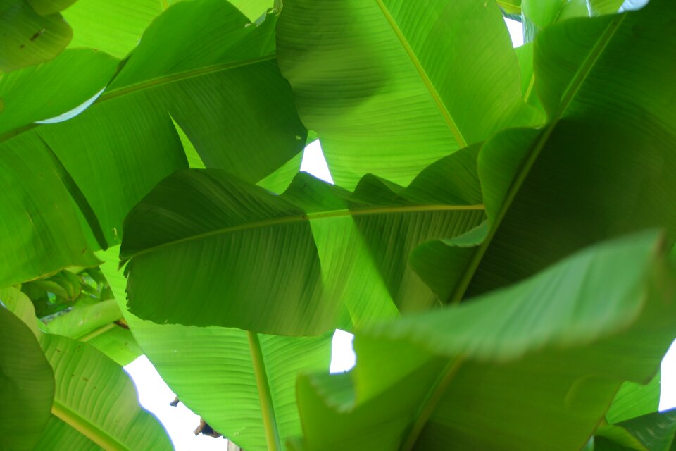 Banana leaf plants tropics