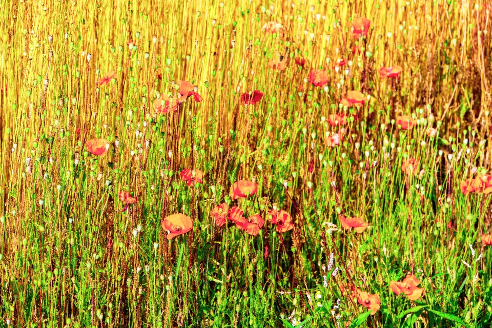 Nature summer plants