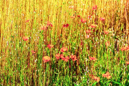 Nature summer plants
