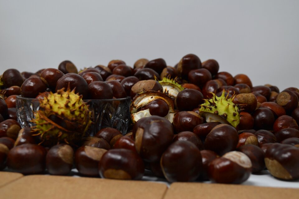 Chestnut nut nature