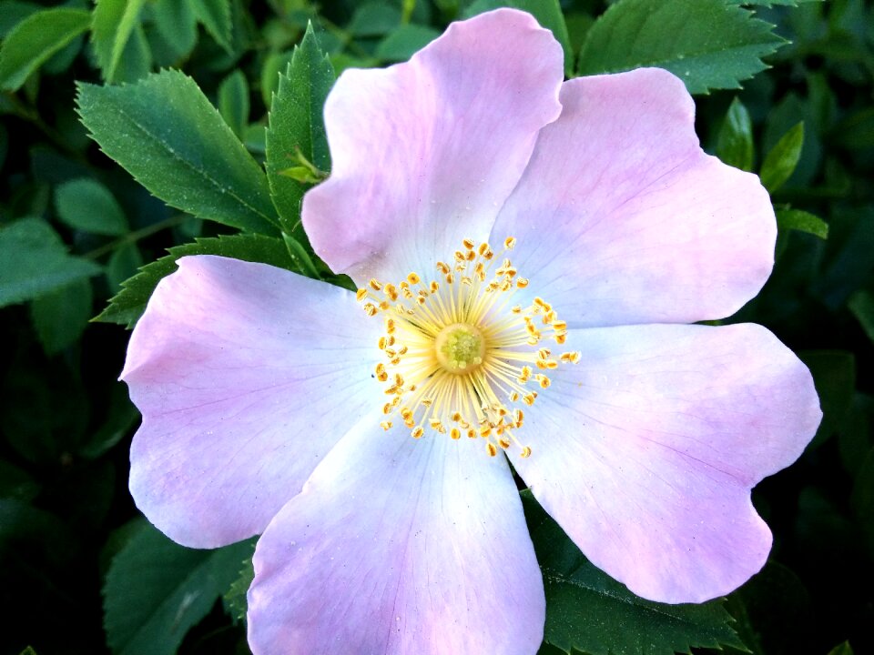 Nature plant petals