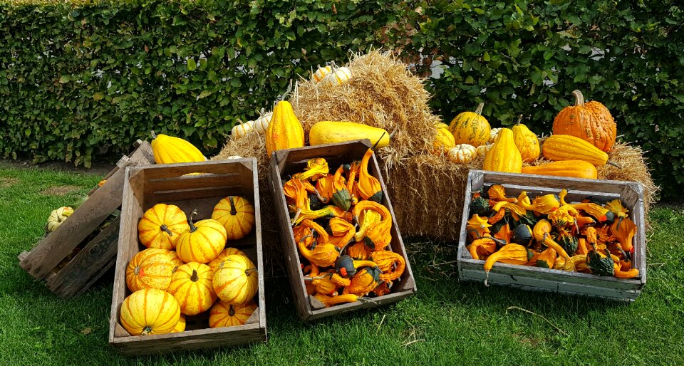 Decoration harvest seasonal photo