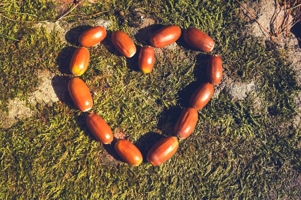 Nature decoration autumn fruit photo