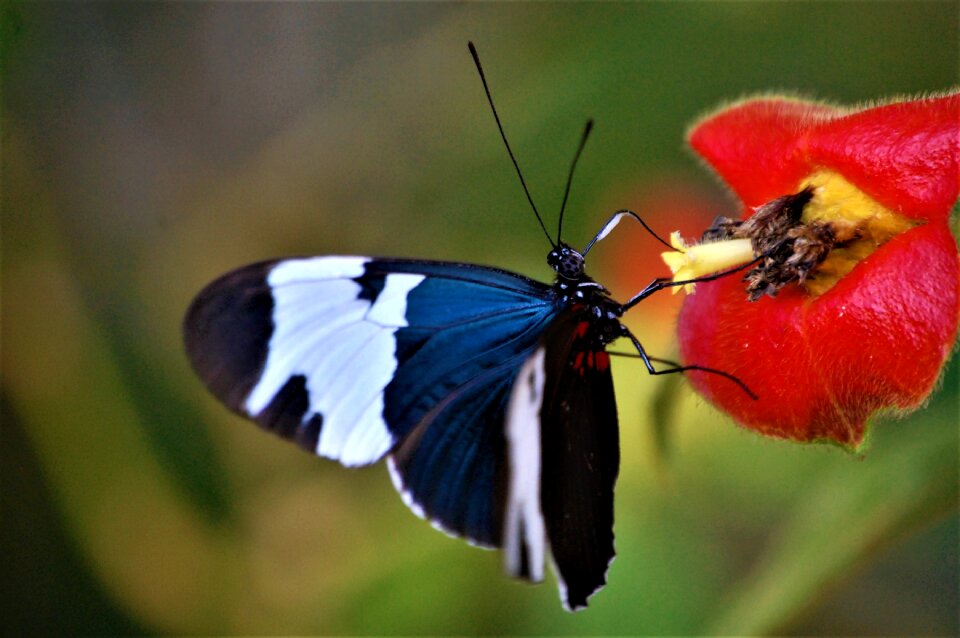 Toledo district butterfly