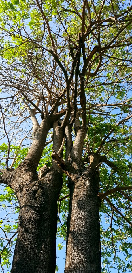 Blackboard tree double connected to the