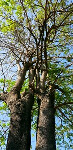 Blackboard tree double connected to the