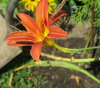 Spotted flower floral