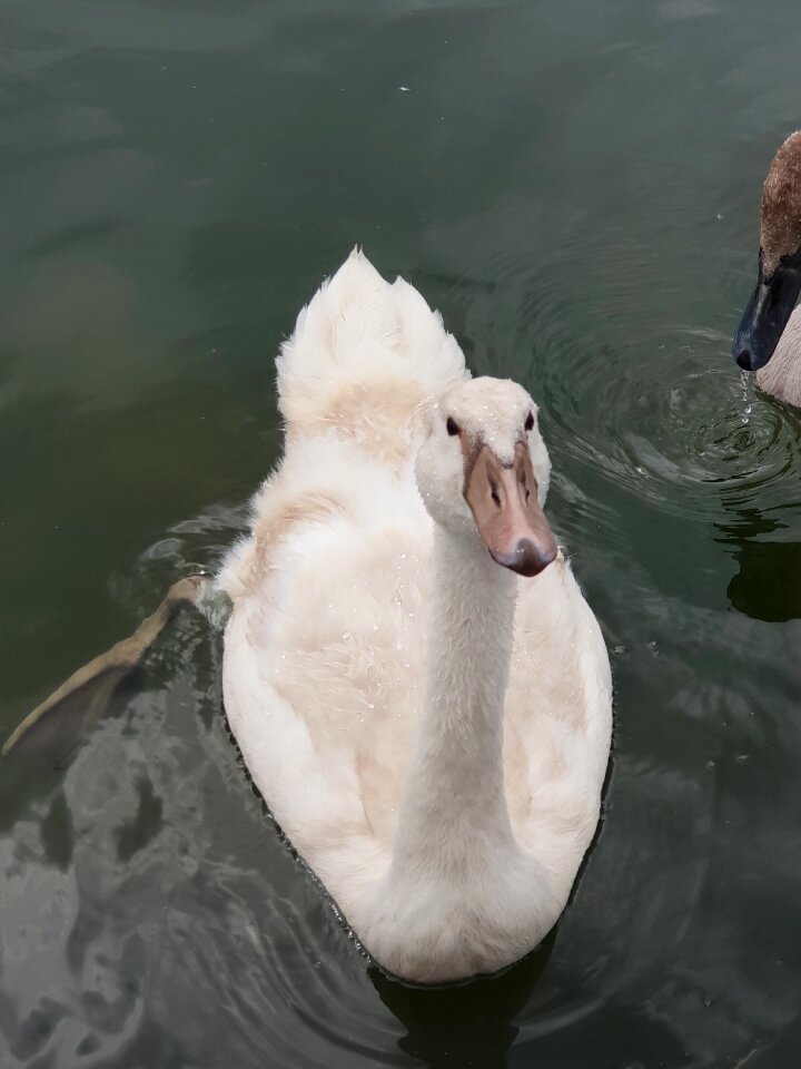 Water bird plumage swans
