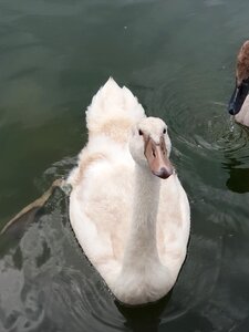 Water bird plumage swans photo
