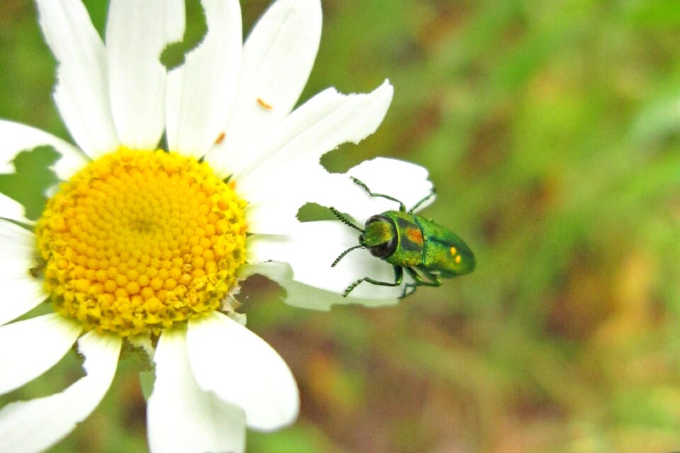 Insect bug animal