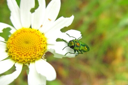 Insect bug animal photo
