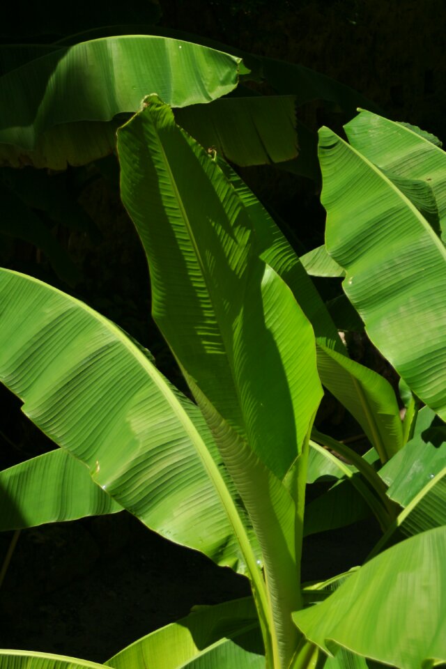 Tropics plants exotic