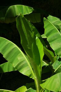 Tropics plants exotic photo