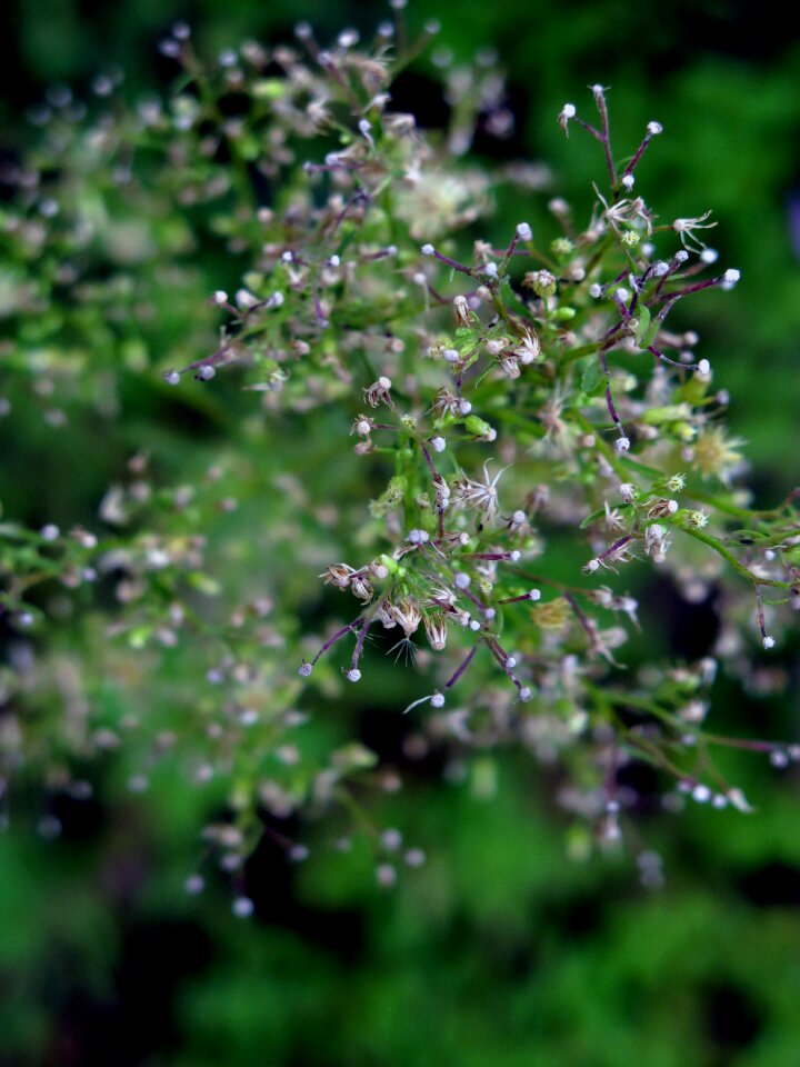 Flower natural the garden