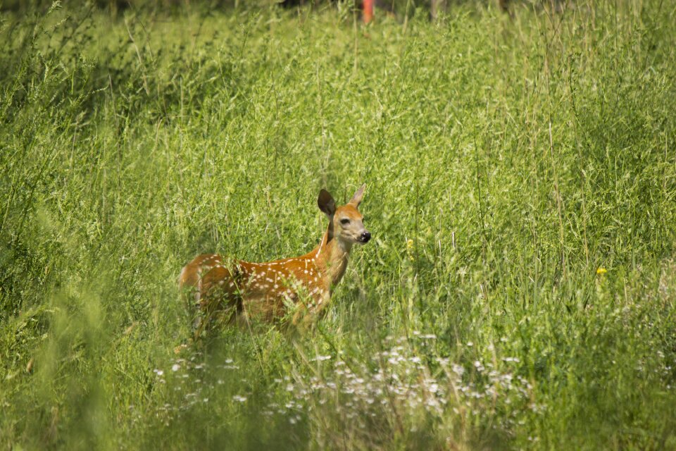 Outdoors wildlife bambi
