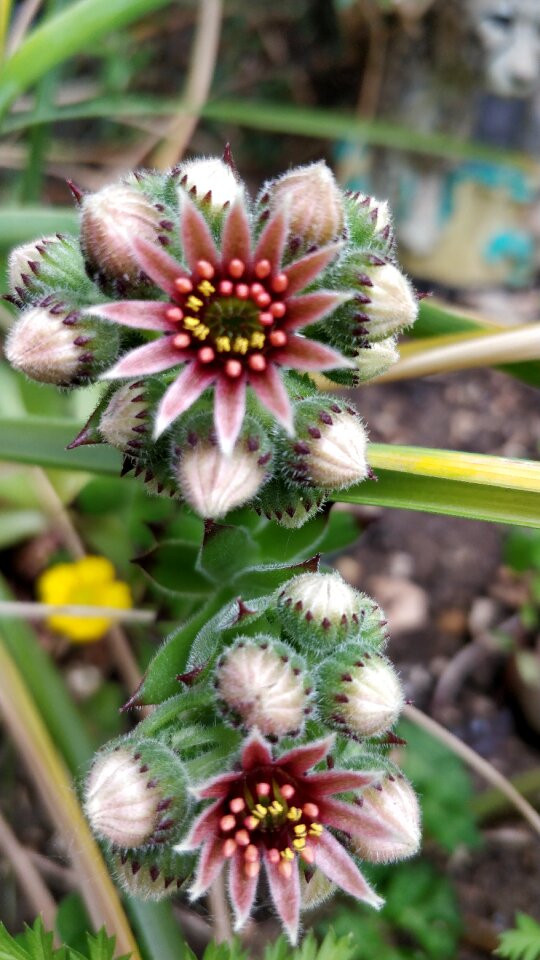 Succulent plant surreal succulents