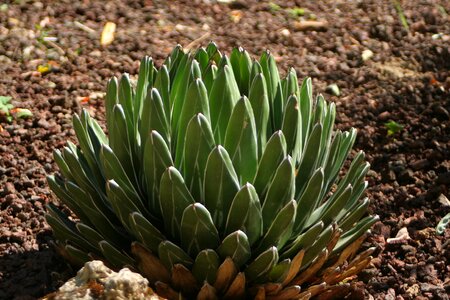 Agave gardens plants