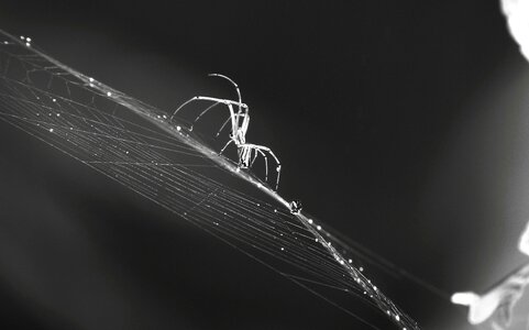 Insect arachnid guatica photo