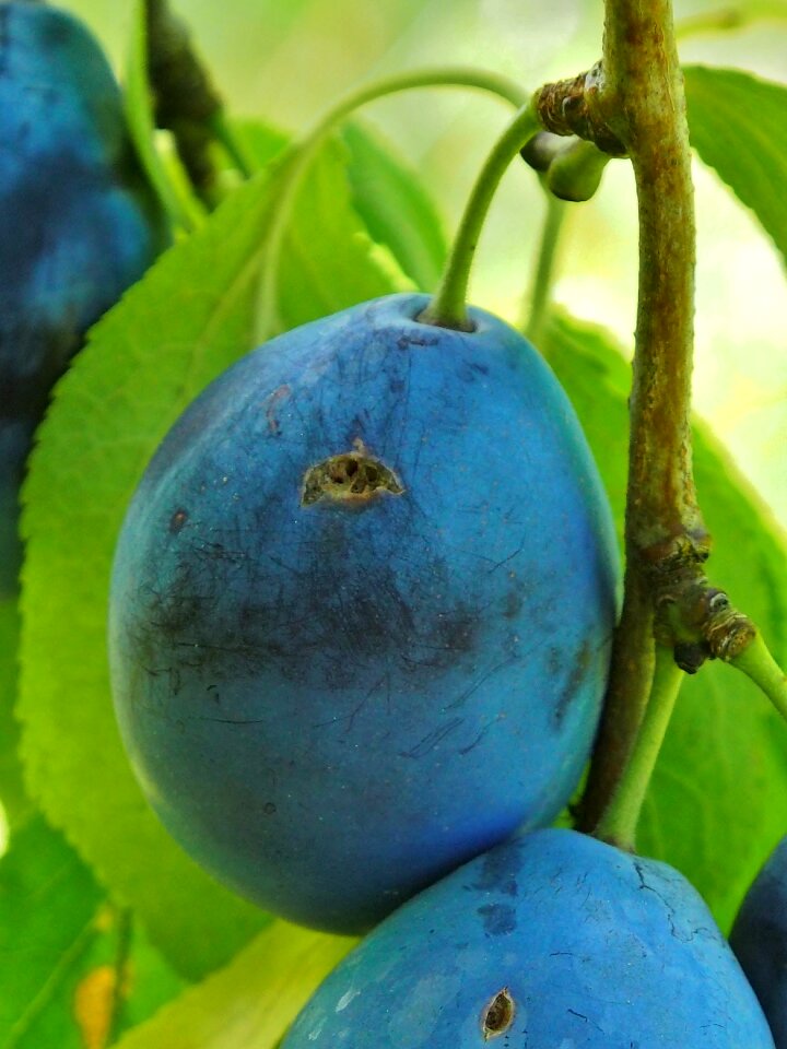Harvest thanksgiving blue