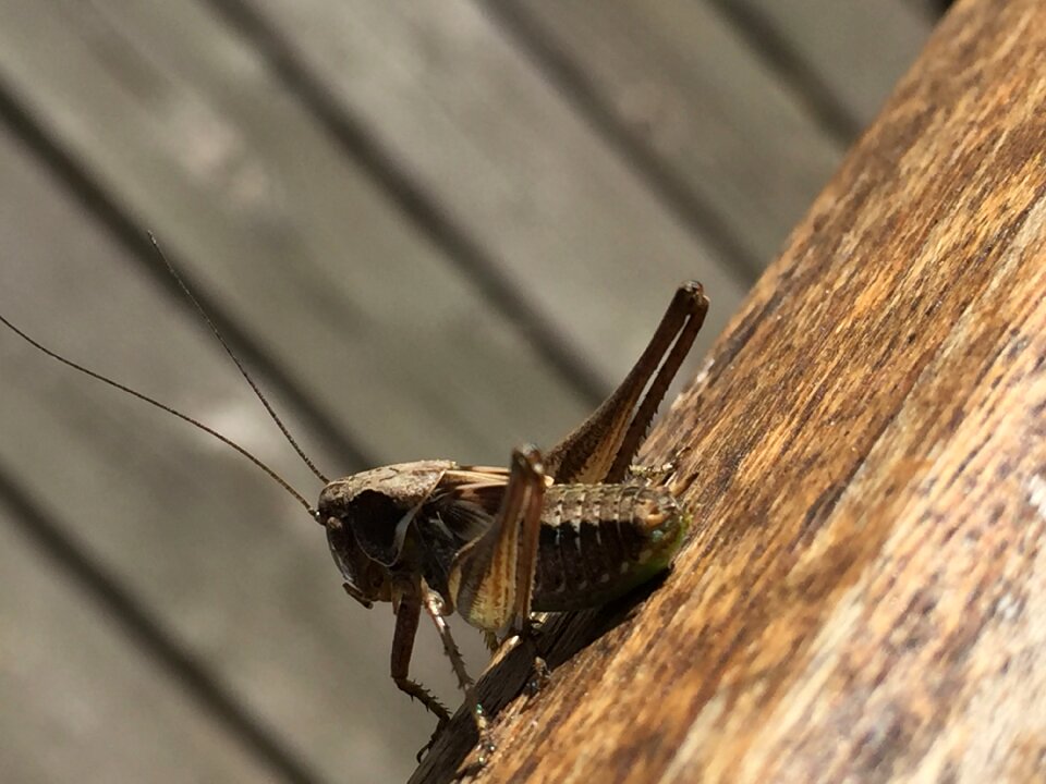 Macro insect wildlife