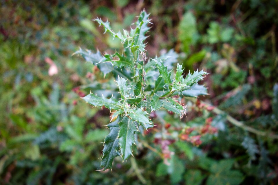 Green plant forest