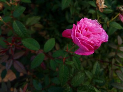 Garden beauty faded flower