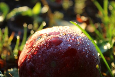 Apple autumn wet