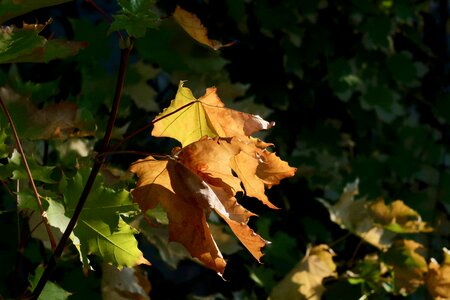 Leaves nature tree photo