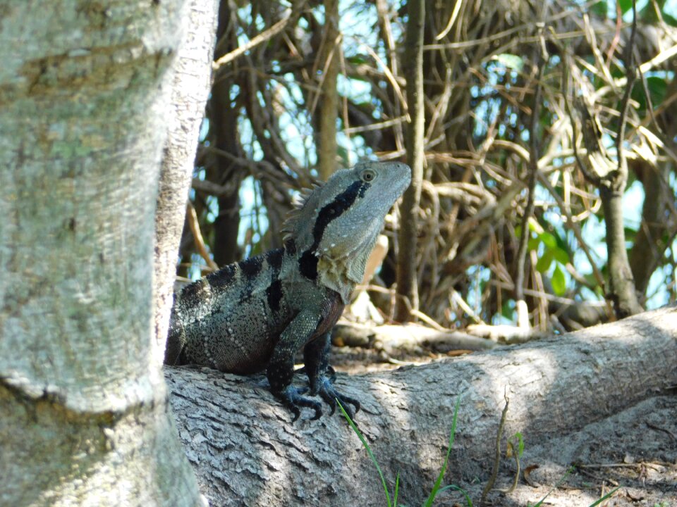 Reptile perched nature