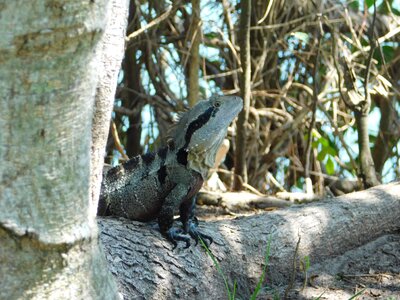 Reptile perched nature