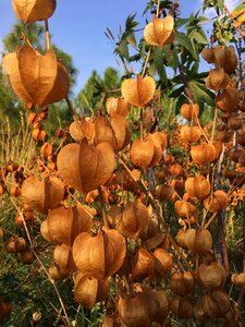 Botany autumn