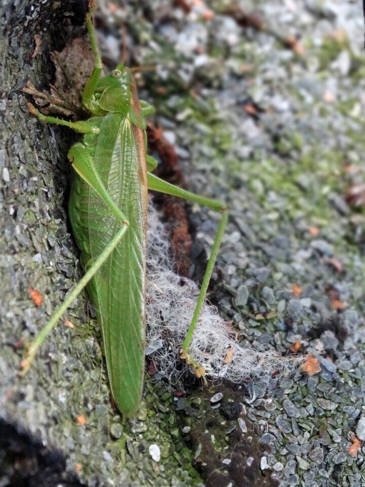 Grasshopper green macro