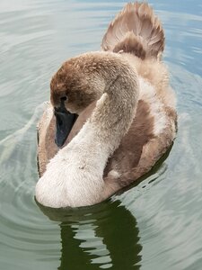 Water bird plumage swans