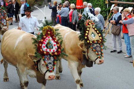 Cow alm austria photo