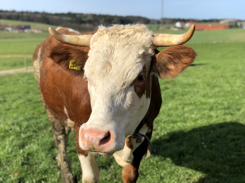 Dairy cattle animal