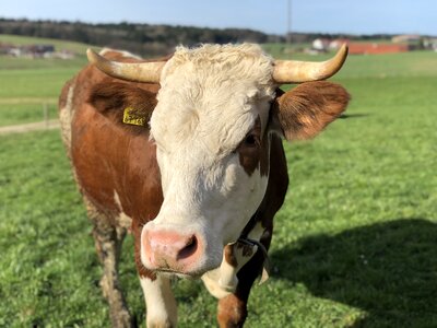 Dairy cattle animal photo