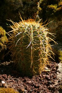 Cactus plants tropics
