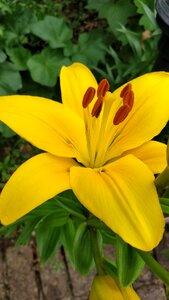Yellow lily lilium