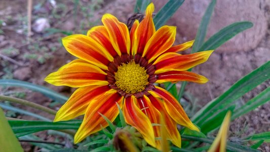 Plant nature