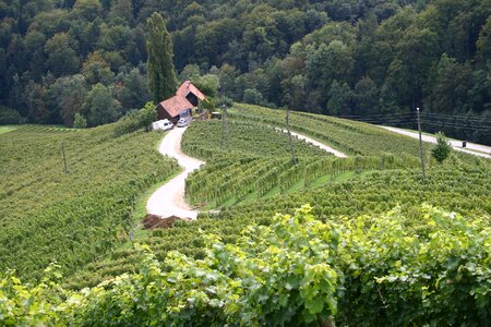 Heart road wine region slovenia