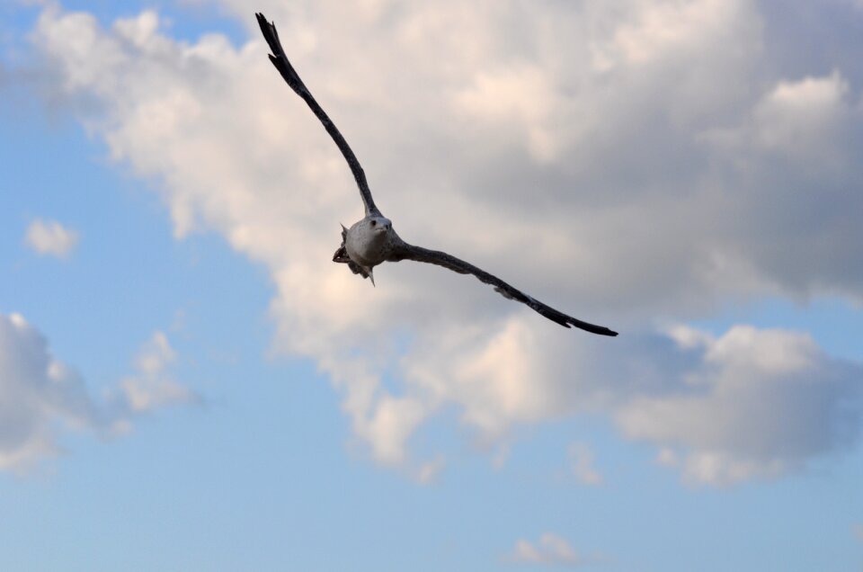 Sky sea sea birds