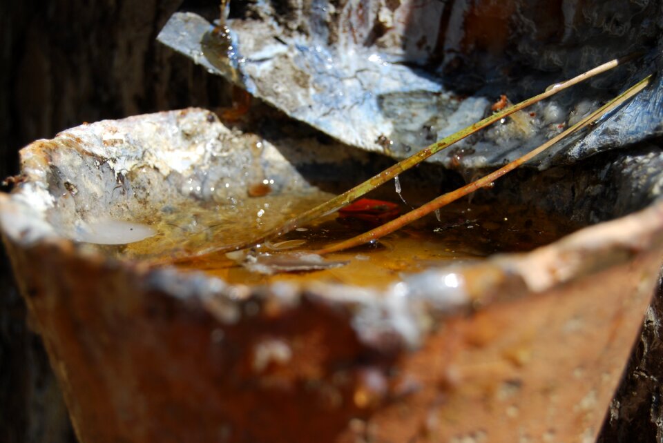 Pine sap harvest