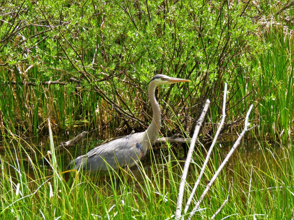 Hiking wyoming wet lands